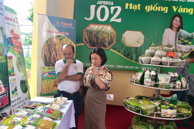 5 doanh nghiệp vào thu mua lúa Japonica cho nông dân Hà Nội - Ảnh 1