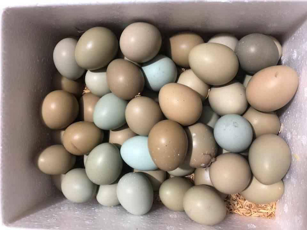 TP Hồ Chí Minh: Trứng chim trĩ giá 190.000 đồng/chục vẫn hút khách - Ảnh 1