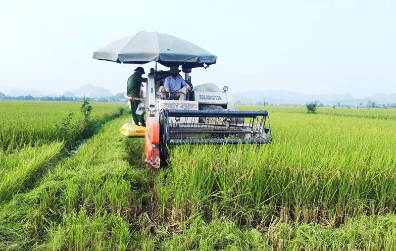 [Tấc đất, tấc vàng không thể để hoang] Bài 2: Vì sao nông dân bỏ ruộng? - Ảnh 1