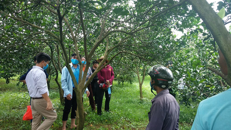 Nâng tầm thương hiệu cam Cao Phong - Ảnh 2