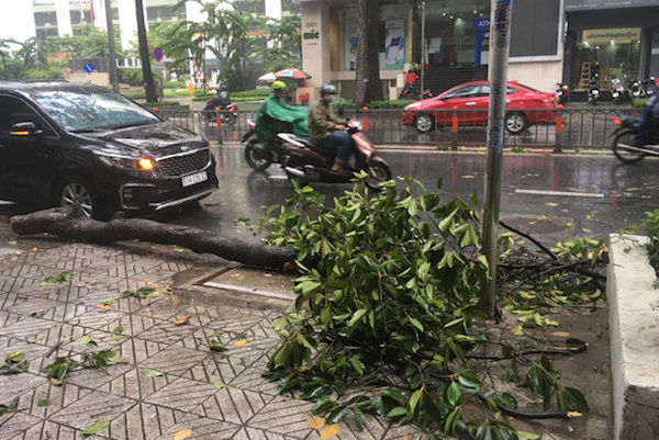 TP Hồ Chí Minh: Mưa lớn, nhánh cây rơi đè gãy tay người đi đường - Ảnh 3