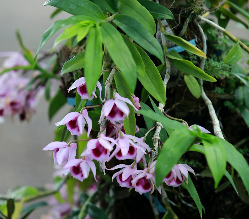 Vườn hoa Hội quán lan Mê Linh với hơn 70 loài quý hiếm - Ảnh 3