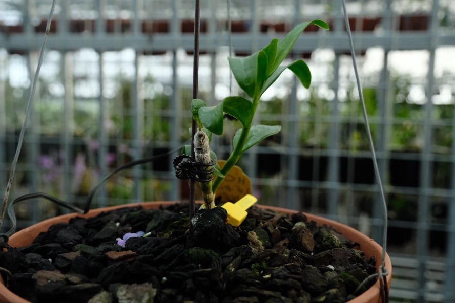 Vùng hoa Mê Linh phát triển mô hình trồng lan quý hiếm - Ảnh 6