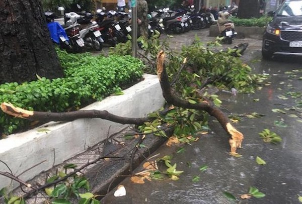 TP Hồ Chí Minh: Mưa lớn, nhánh cây rơi đè gãy tay người đi đường - Ảnh 1