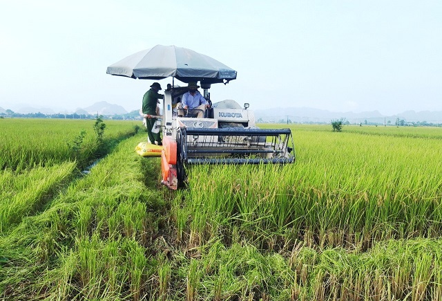 Phát triển bền vững vùng lúa hàng hóa - Ảnh 1