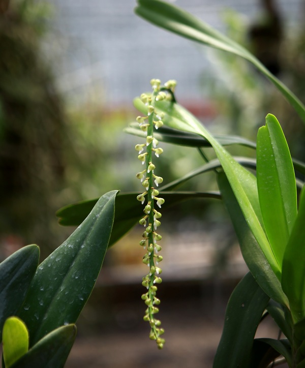 Vườn hoa Hội quán lan Mê Linh với hơn 70 loài quý hiếm - Ảnh 7
