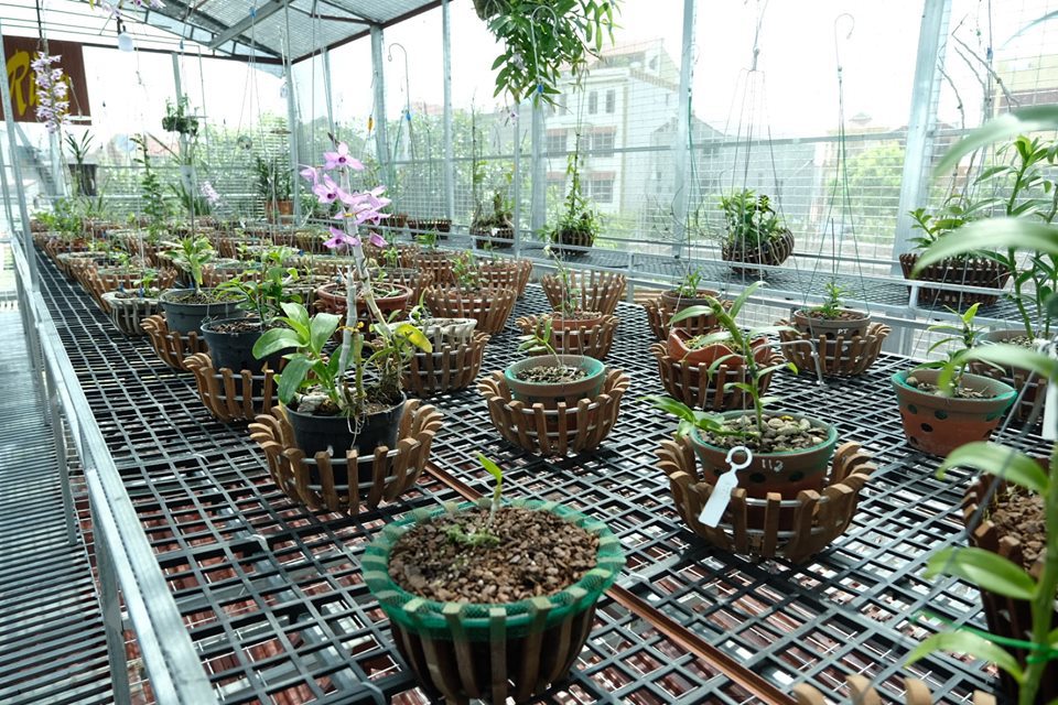 Ngắm vườn hoa lan đột biến, giá trị gần 10 tỷ đồng tại vùng hoa Mê Linh - Ảnh 4