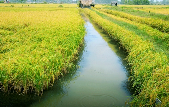 Thủ tục chuyển đổi cơ cấu cây trồng trên đất trồng lúa - Ảnh 1