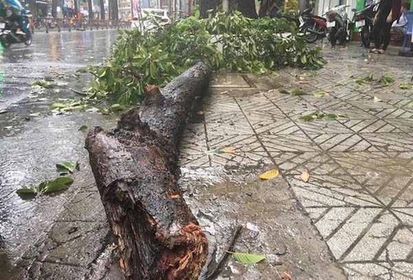 TP Hồ Chí Minh: Mưa lớn, nhánh cây rơi đè gãy tay người đi đường - Ảnh 2