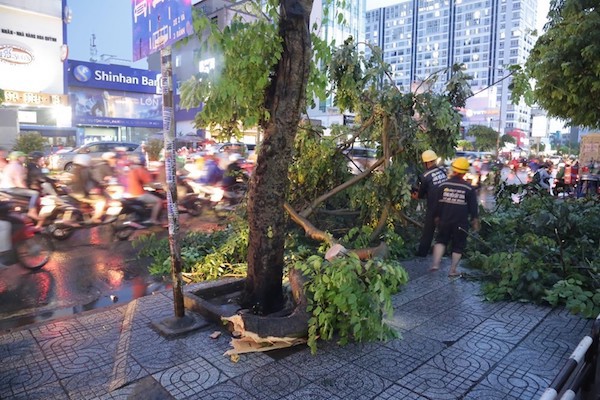 TP Hồ Chí Minh: Mưa như trút nước, đường ngập, cây đổ khắp nơi - Ảnh 7