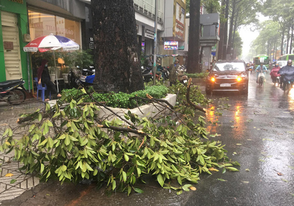 TP Hồ Chí Minh: Mưa lớn, nhánh cây rơi đè gãy tay người đi đường - Ảnh 4