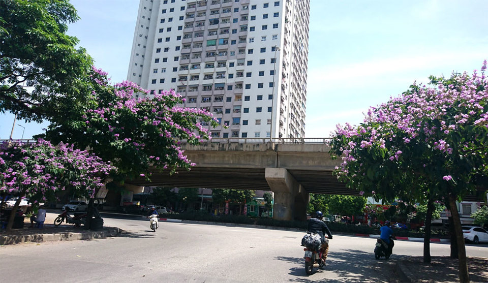 [Ảnh] Con đường tràn ngập màu tím hoa bằng lăng tại Hà Nội - Ảnh 1