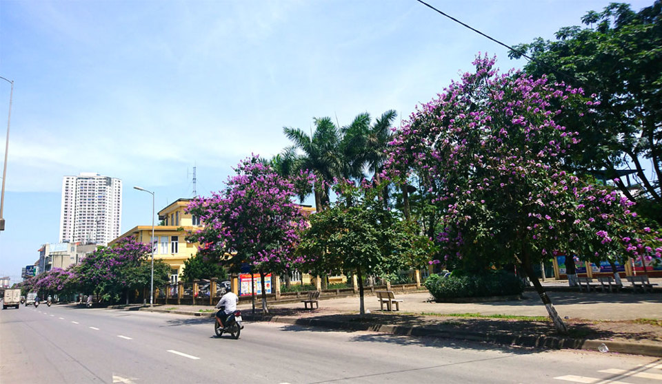 [Ảnh] Con đường tràn ngập màu tím hoa bằng lăng tại Hà Nội - Ảnh 2