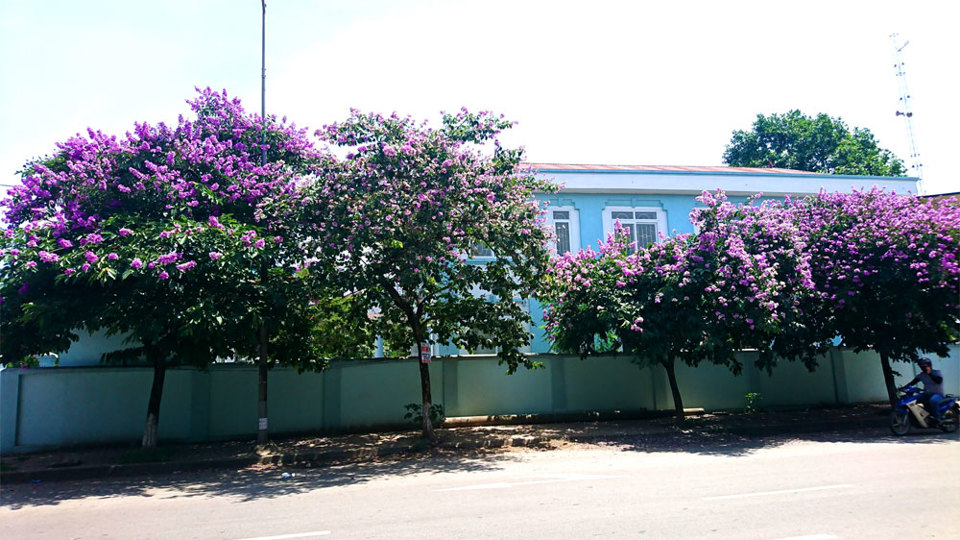 [Ảnh] Con đường tràn ngập màu tím hoa bằng lăng tại Hà Nội - Ảnh 4