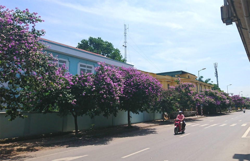 [Ảnh] Con đường tràn ngập màu tím hoa bằng lăng tại Hà Nội - Ảnh 5