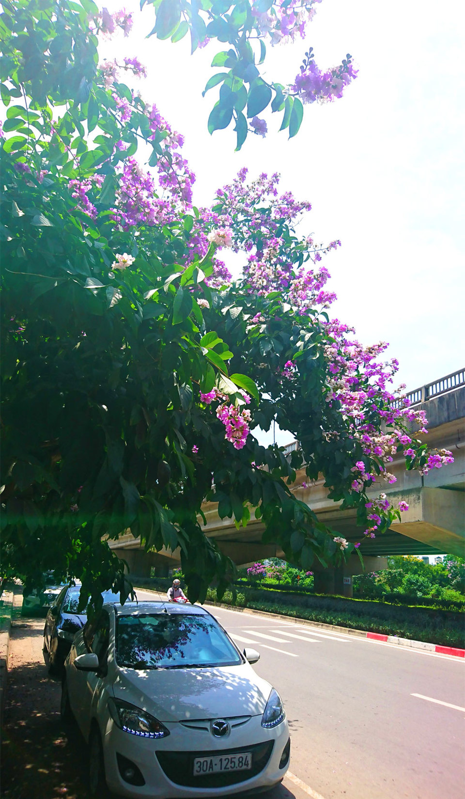 [Ảnh] Con đường tràn ngập màu tím hoa bằng lăng tại Hà Nội - Ảnh 6
