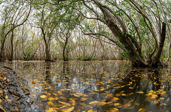 Thừa Thiên Huế: Thành lập Khu bảo tồn thiên nhiên đất ngập nước Tam Giang - Cầu Hai - Ảnh 1
