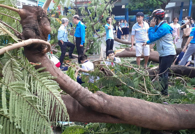 TP Hồ Chí Minh thông tin chính thức vụ cây đổ khiến 18 học sinh thương vong - Ảnh 1