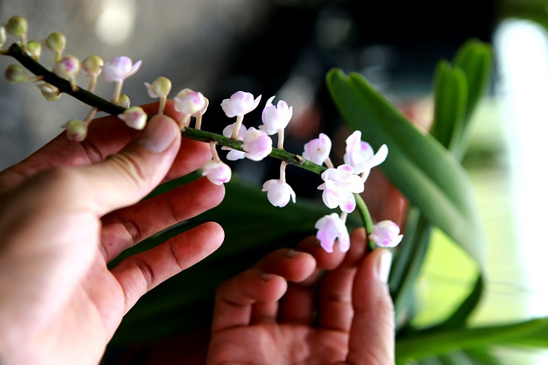 Vườn hoa Hội quán lan Mê Linh với hơn 70 loài quý hiếm - Ảnh 20