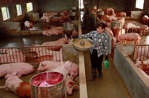 Sớm đảm bảo nguồn cung thịt lợn đáp ứng đủ nhu cầu trong nước - Ảnh 1