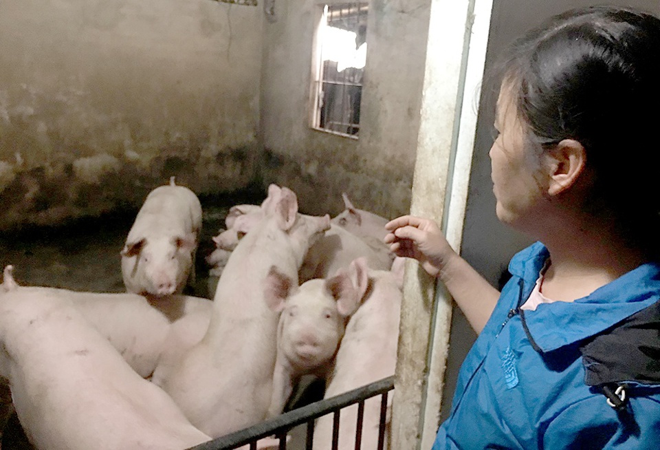 Cần có chính sách hỗ trợ người chăn nuôi nhỏ lẻ tái đàn lợn trong nước - Ảnh 1