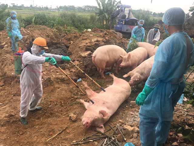  Hà Nội,Bộ NN&PTNT,Dịch tả lợn châu Phi, dịch tả lợn tái bùng phát