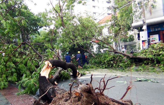 TP Hồ Chí Minh: Yêu cầu đảm bảo an toàn đối với hệ thống cây xanh trên địa bàn - Ảnh 1