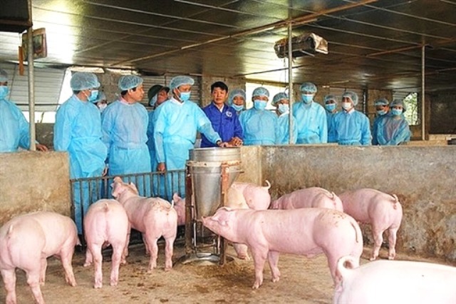 Bộ Nông nghiệp lý giải nguyên nhân dịch tả lợn châu Phi bùng phát tại 20 tỉnh thành - Ảnh 1