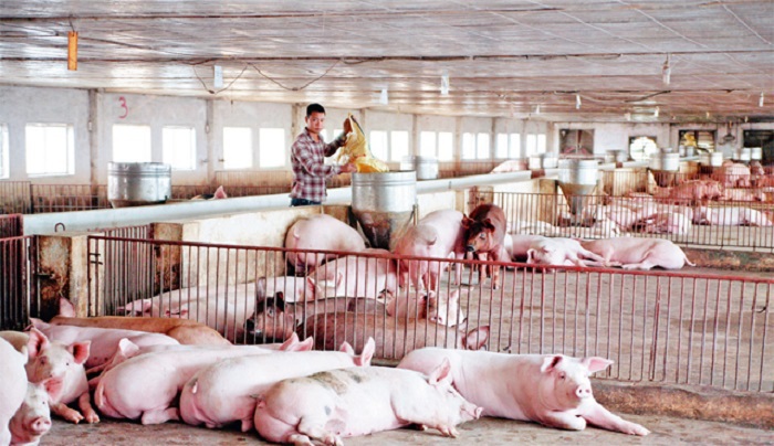 Giá thịt lợn hơi tại Hà Nội sẽ giảm còn từ 65.000 đến 60.000 đồng/kg - Ảnh 1
