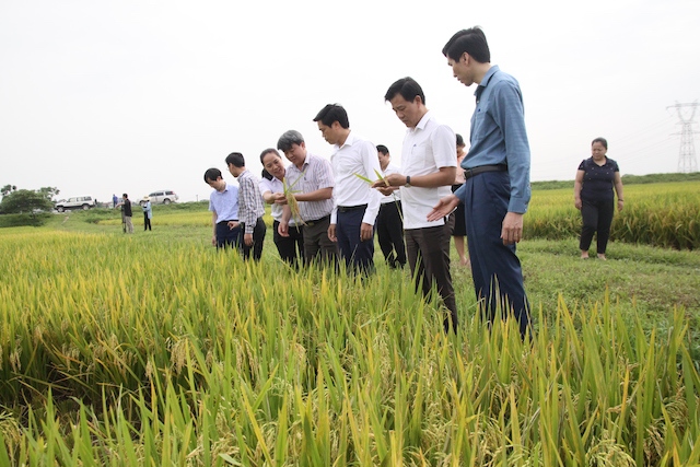Huyện Sóc Sơn: Năng suất nhiều cây trồng vụ Xuân tăng cao so với cùng kỳ 2019 - Ảnh 1