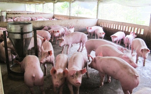 Các địa phương ban hành chính sách đặc thù hỗ trợ tái đàn lợn như thế nào? - Ảnh 1
