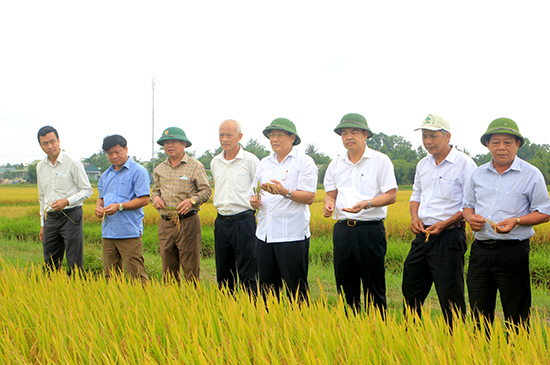 Quảng Trị chuyển đổi gần 700 ha đất lúa thiếu nước để ứng phó với hạn mặn - Ảnh 1