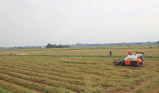 Quảng Trị chuyển đổi gần 700 ha đất lúa thiếu nước để ứng phó với hạn mặn - Ảnh 2