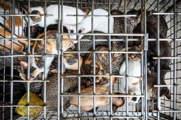 Liên minh bảo vệ chó châu Á đề nghị Việt Nam cấm giết mổ và tiêu thụ thịt chó, mèo - Ảnh 1