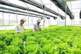 Hà Nội: Tái cơ cấu các ngành kinh tế, khuyến khích doanh nghiệp đầu tư nông nghiệp công nghệ cao - Ảnh 2