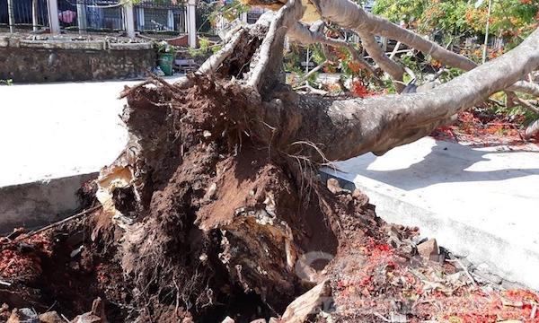 TP Hồ Chí Minh: 14 trường học có cây xanh nguy hiểm cần đốn hạ - Ảnh 1