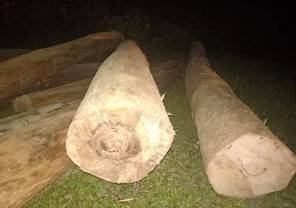 Hà Tĩnh: Phát hiện lượng gỗ lớn được tập kết gần bìa rừng - Ảnh 1
