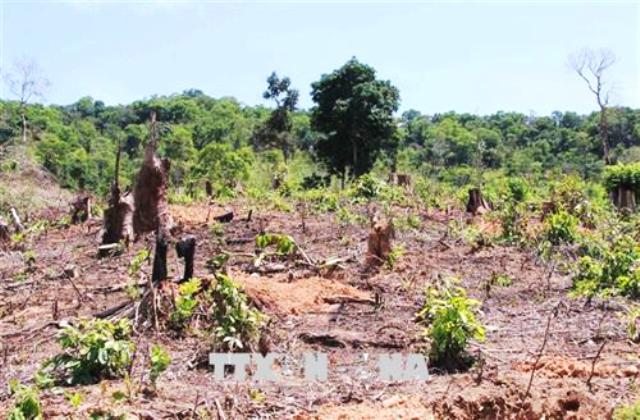 Bộ Nông nghiệp đề nghị 9 tỉnh phải giải trình do để diện tích rừng tự nhiên giảm - Ảnh 1