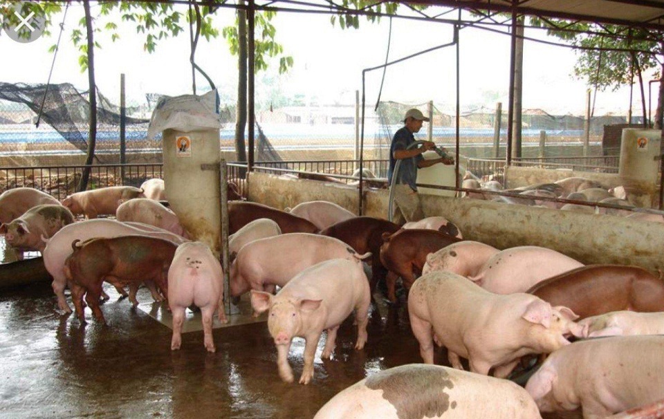 "Thủ phủ" lợn phía Nam đạt 85% việc tái đàn - Ảnh 1