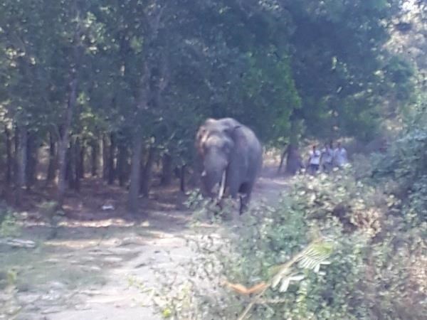 Đắk Lắk: Một nài voi bị voi nhà quật tử vong trên đường đi - Ảnh 1