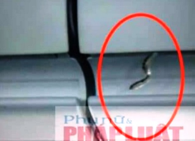 Xác nhận có rắn trên máy bay ở Tân Sơn Nhất - Ảnh 1