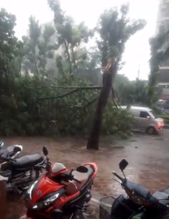 [Ảnh] Hà Nội: Mưa gió khủng khiếp, cây đổ hàng loạt khiến 1 người thiệt mạng - Ảnh 15