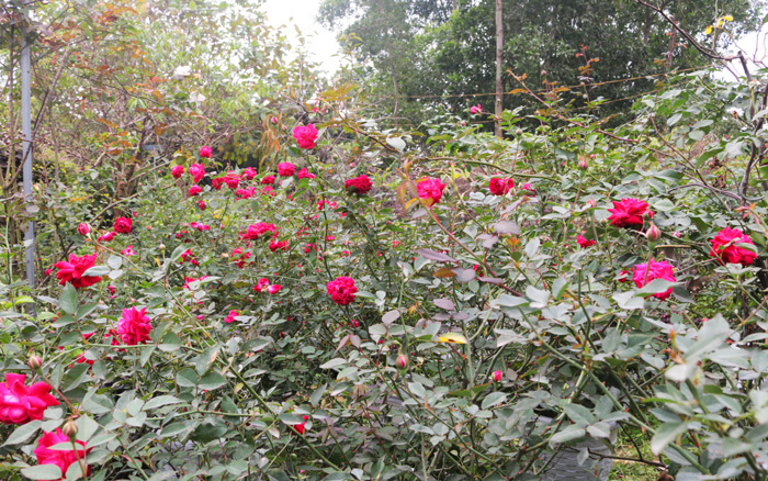 Người sở hữu trên 20.000 gốc hoa hồng quý hiếm tại Hà Nội - Ảnh 8