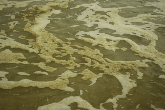 Vụ nước biển chuyển màu ở Quảng Ngãi: Không ngửi thấy mùi dầu, không có hải sản chết - Ảnh 3