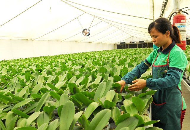 Nông nghiệp Hà Nội: Lấy công nghệ cao làm trọng tâm - Ảnh 1
