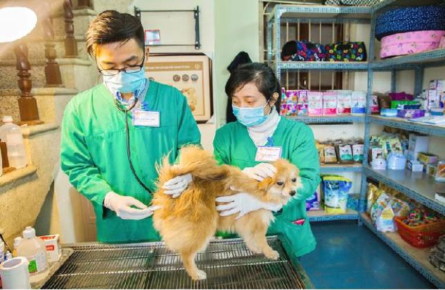 Hà Nội lấy 183 mẫu giám sát sau tiêm phòng vắc xin dại trên chó, mèo - Ảnh 1