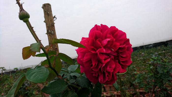 Mê Linh, hoa hồng chậu đắt khách - Ảnh 2