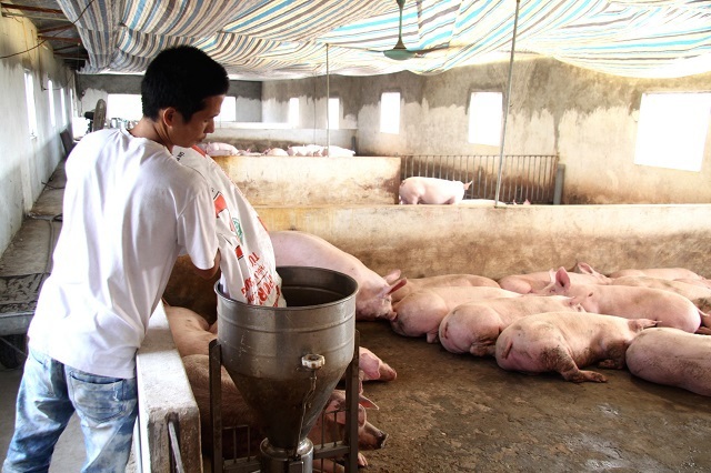 Mê Linh xử phạt 10 trường hợp giết mổ lợn nghi bị bệnh dịch tả châu Phi - Ảnh 1