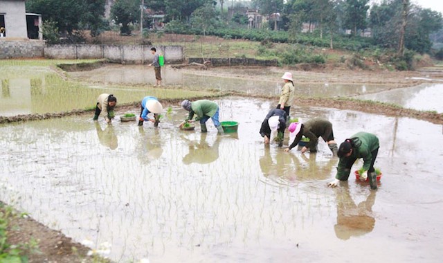Hà Nội còn 5/23 quận, huyện chưa lấy nước gieo cấy vụ Xuân 2020 - Ảnh 1