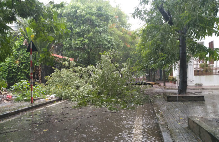 Hà Nội: Mưa sầm sập, gió quật mạnh, cây đổ, một số tuyến phố ngập sâu - Ảnh 1